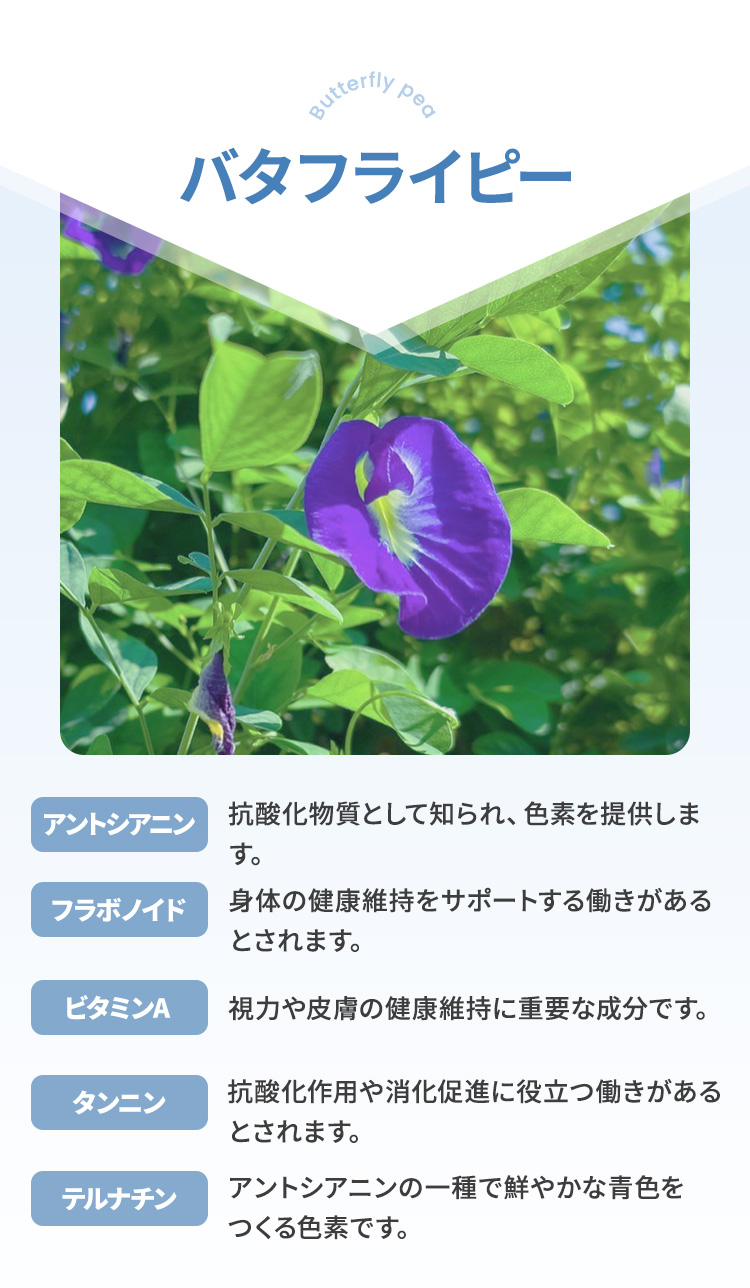 バタフライピーに含まれる栄養素 | アントシアニン・フラボノイド・ビタミンA・タンニン・テルナチン