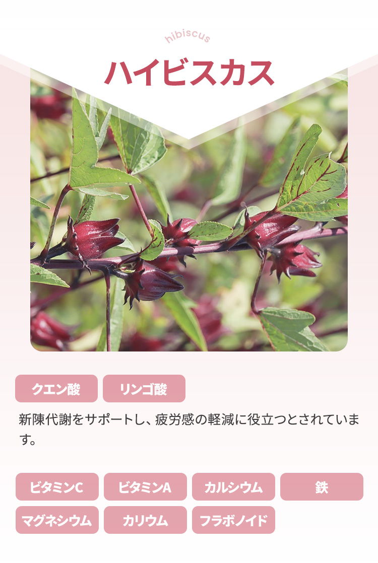 ハイビスカスに含まれる栄養素 | クエン酸・リンゴ酸・ビタミンC・ビタミンA・カルシウム・鉄・マグネシウム・マグネシウム・カリウム・フラボノイド